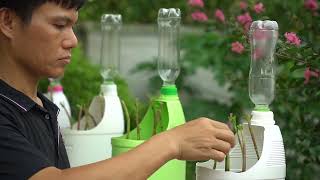 How to grow herbs with plastic cans and automatic watering