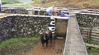 JAF - Embarque 2 Touros Praça Festas Sanjoaninas 2023 - Ilha Terceira - Açores