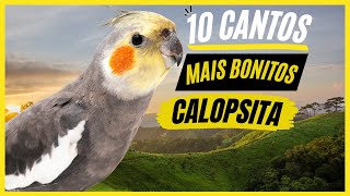 TOP 10: Cantos De 'Calopsita' MAIS BONITOS e MELHORES  Cockatiel Singing !!!