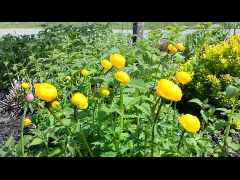 Βίντεο: Τι είναι τα Globeflowers - Πληροφορίες για τα φυτά Trollius Globeflower