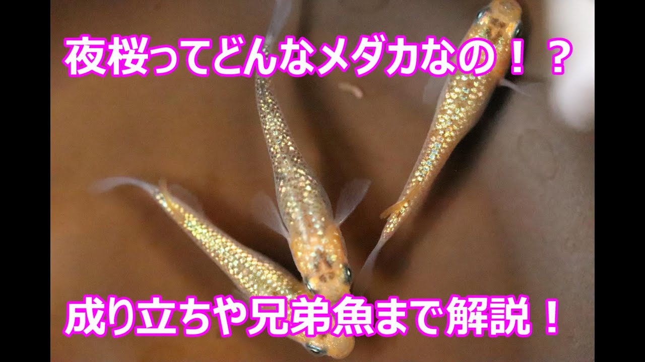 夜桜という種類の特徴とは！？夜桜ゴールド？兄弟魚や派生系の解説です１