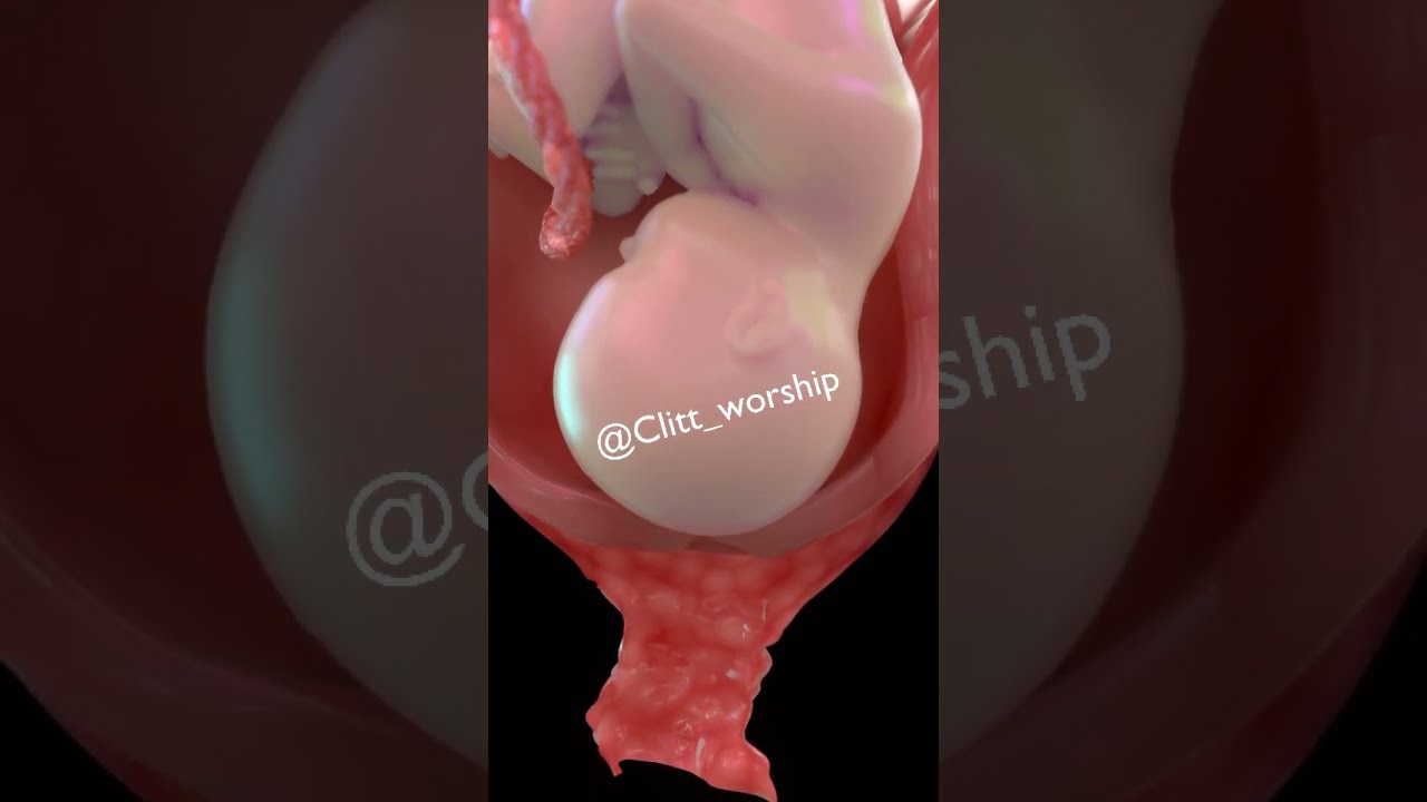  Cervical Effacement And Dilation During Labor Pregnancy Anatomy