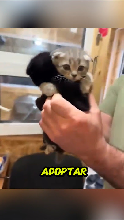 GATITO NO queria ABANDONAR a su HERMANO e hizo ESTO😱