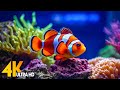 Aquarium 4K VIDEO (ULTRA HD) 🐠 Beautiful Coral Reef Fish - Relaxing Sleep Meditation Music #35