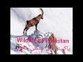 Wildlife Of Pakistan پاکستان کے جنگلی جانور
