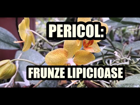 Video: Frunze Coleus Lipicioase