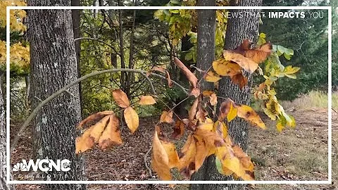 Drought stress impacting North Carolina's fall foliage season