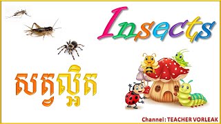 Learn English Khmer Insects Vocabulary |រៀនភាសាអង់គ្លេស ឈ្មោះសត្វល្អិត