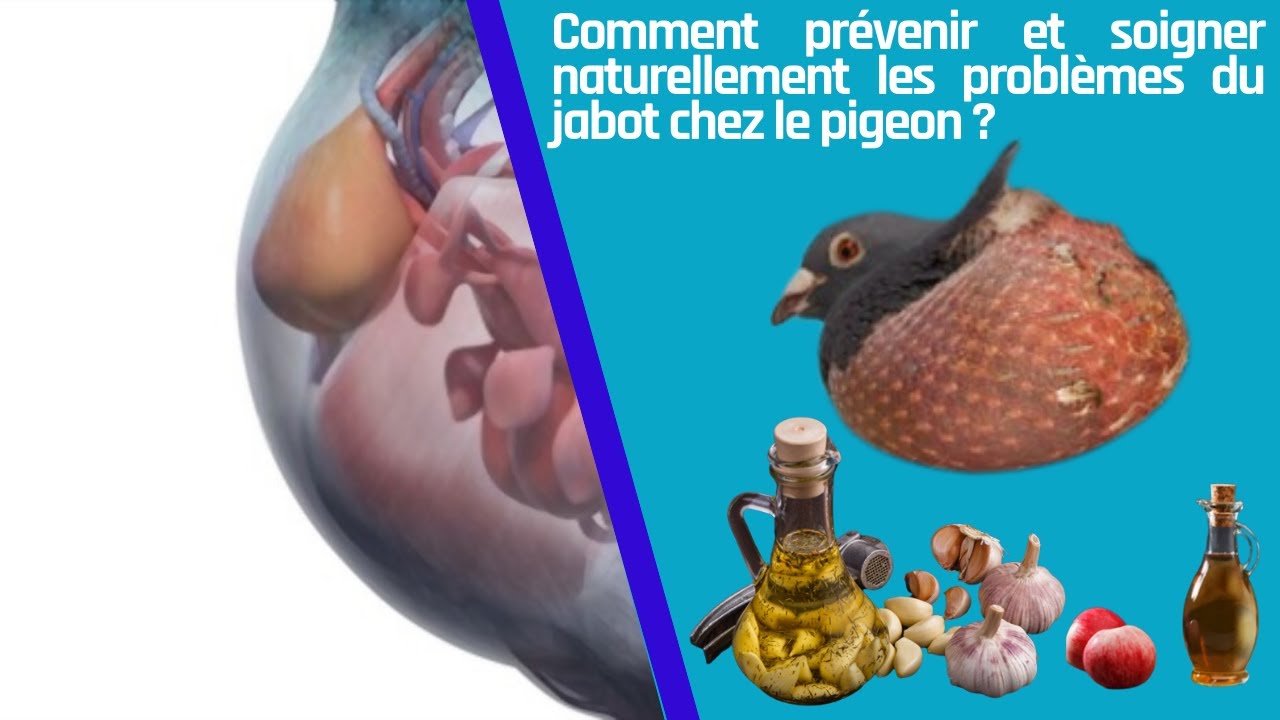 Comment prévenir et soigner naturellement les problèmes du jabot chez — free download