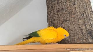 Funny Golden Conure