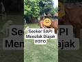 Wanita ingin foto didepan SAPI, lihat cara SAPI menolaknya #warta #fakta #unik #faktaunik #faktalucu