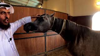 زيارة مربط الجابر ونوايف نهد للخيول العربيه الاصيله