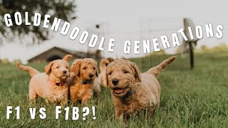 GOLDENDOODLE GENERATIONS EXPLAINED | What's The Difference?! F1, F1B, F2?!