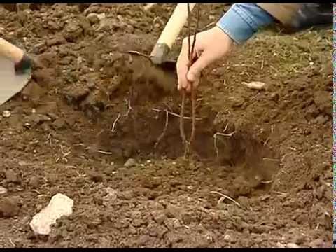 დენდროლოგიურ პარკში ნუშის ბაღი გაშენდება