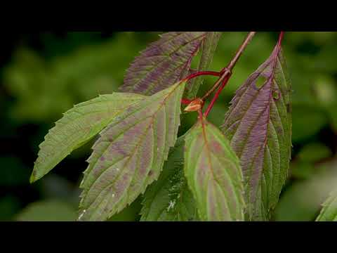 Video: Viburnum Običan