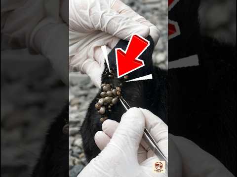 Video Black Dog Covered in Fat Ticks – Medication Finally Kills the Colony