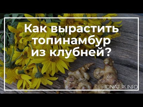 Как вырастить топинамбур из клубней? | toNature.Info
