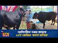 নরসিংদীতে নজর কাড়ছে ১২শ' কেজির ‘কালা মানিক’ | Kala Manik | Finis Besto Khamari | ATN News