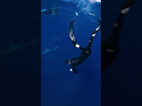 سمك القرش مسكين حيوانات سمك قرش