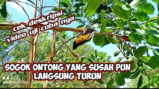 Suara pikat burung sogok ontong paling ampuh terbaru VERSI ARIF CHANNEL