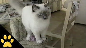 Cat Jump Fail
