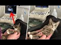 When the cat finds out she's pregnant… Her reaction amazed everyone!