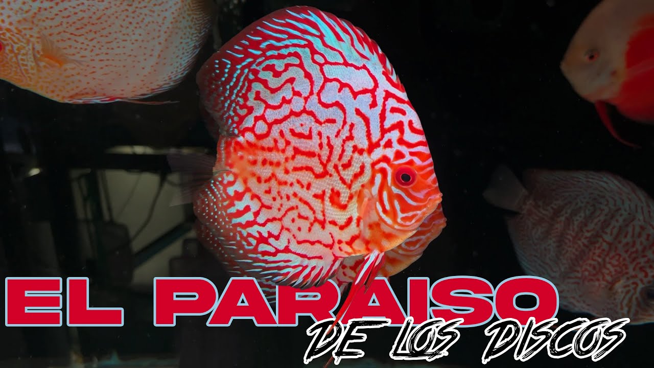 LOS MEJORES PECES DISCO DE MEXICO | DISCUS GIANTS | Payrex