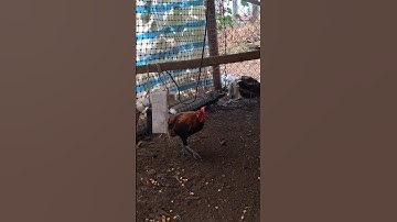 gà rừng giải nhất khá đẹp.qaib qus zoo nkauj