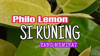 philo lemon si kuning yang memikat