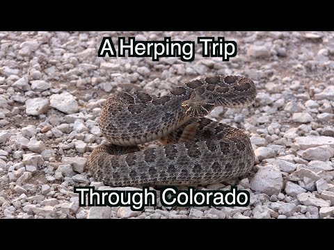 A Herping Trip Through Colorado