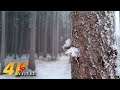 In The Frosty Forest - 4K ASMR Walk In A Winter Forest