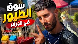 الكناري المستورد غالي و المحلي يغني | سوق بودواو لطيور الزينة جديد 