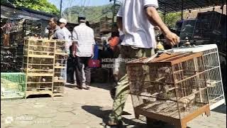 audio suasana keramaian pasar burung untuk memancing bunyi burung macet