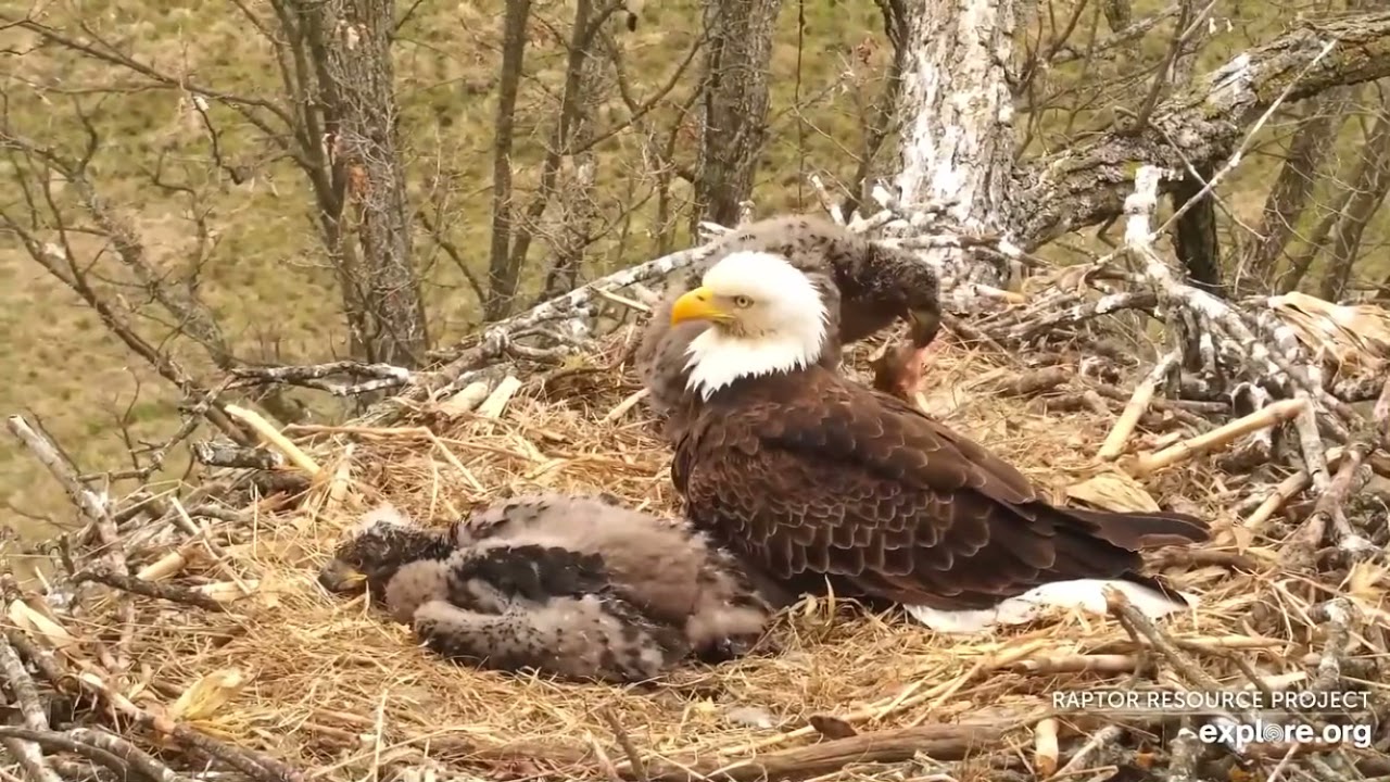 Decorah North. DN14 attempts to self-feed.  DN13 interrupts. Explore.org. 4/28/21