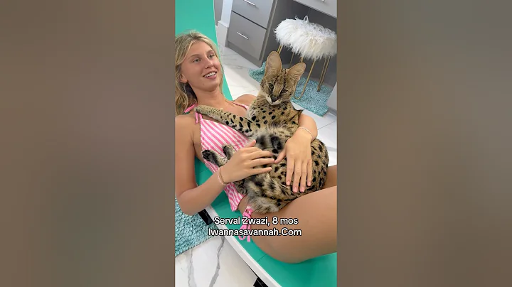 Watch the video about My **** fight over who gets to hold him. Such a big baby. #Iwannasavannah #f1savannah #servalcats