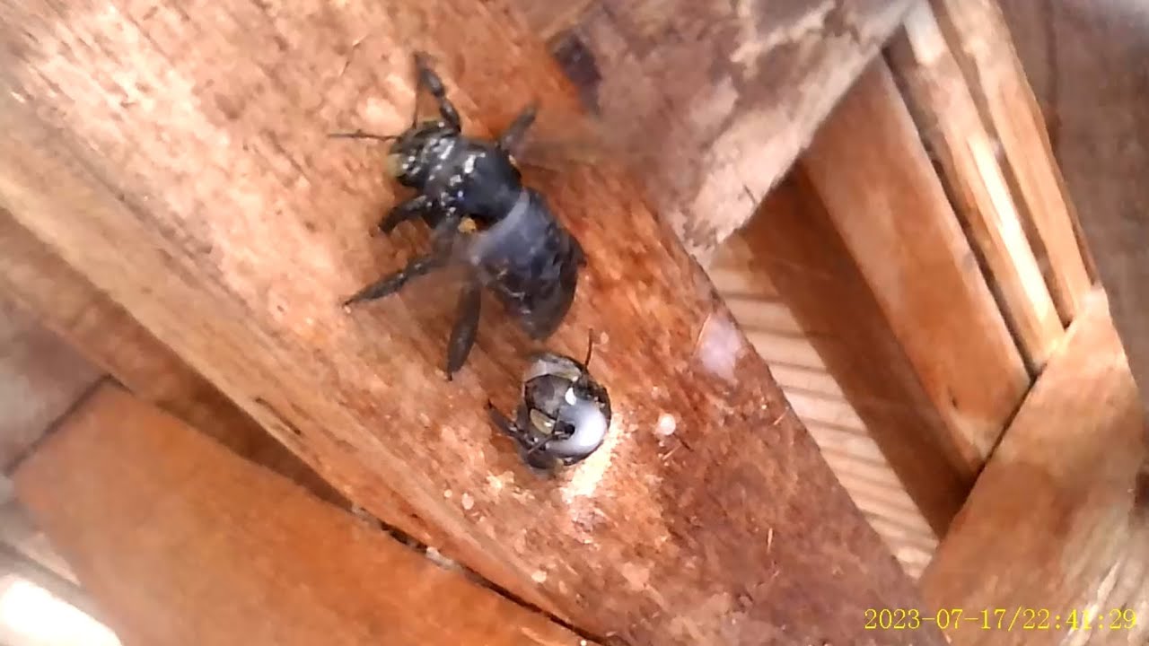Bee extermination Bulacan Termite Control Service Call us 0922 874 3213 YouTube