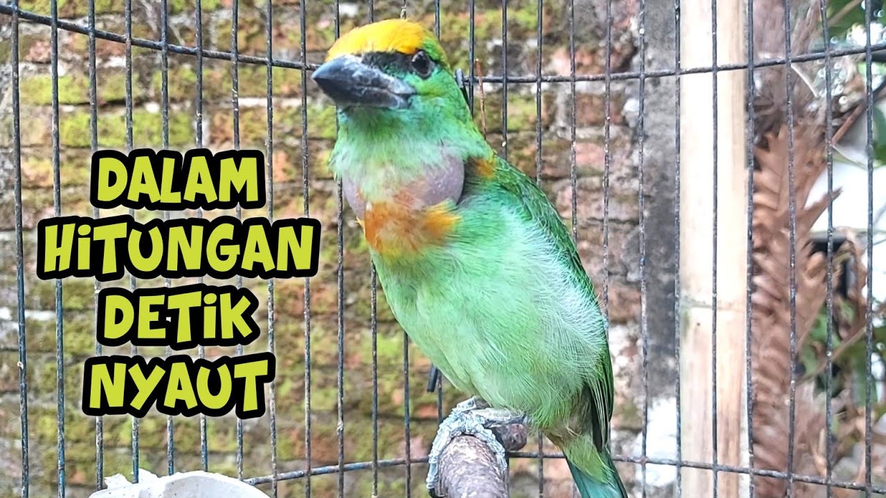 PANCINGAN TAKUR TOHTOR AGAR CEPAT GACOR NEMBAK