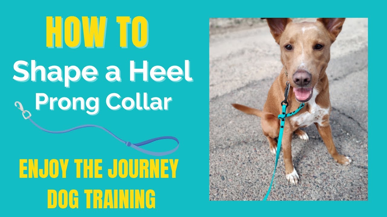 How to Shape a Heel with a Prong Collar YouTube