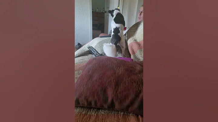 begging