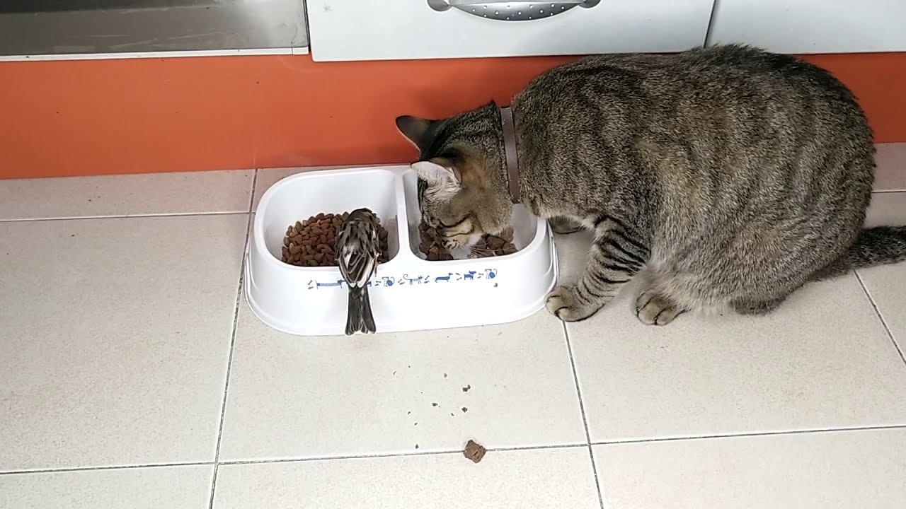 Какой корм больше нравится котам, сухой или влажный - YouTube