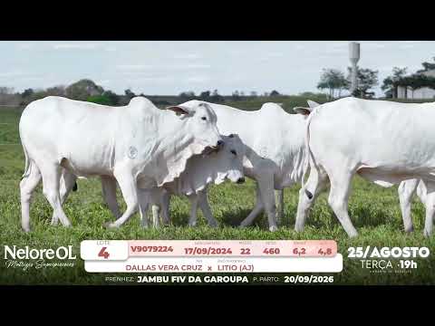LOTE 04