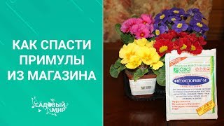 Как сохранить примулы из магазина