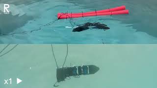 Swimming Test of a Snake Robot with Submergible Geared Electric Servo Motors by Atsushi Kakogawa 717 views 7 months ago 36 seconds