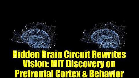 Hidden Brain Circuit Rewrites Vision: MIT Discovery on Prefrontal Cortex & Behavior
