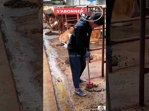 أخطر آلة لجمع روث البقر الغبار روث البقر سماد طبيعيshorts Cow Dung