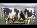 Бул бала рекорд коюптур