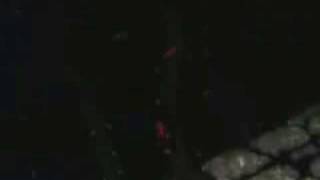 Hellsing the sharpest lives amv