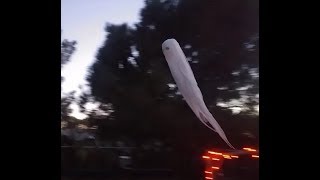 TeeDiddlyDee's DIY Flying Axworthy Ghost Wealth