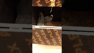 African Grey Parrot Pair