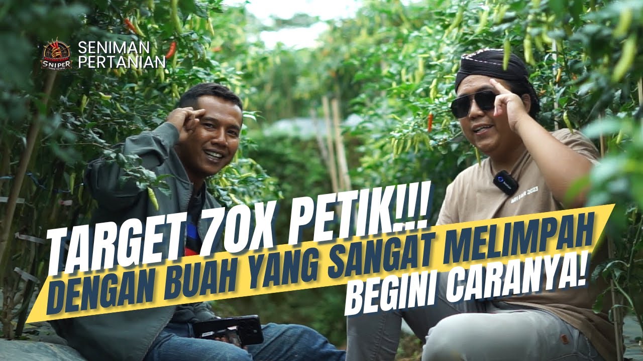 SELALU GAGAL KARENA LAYU & BUSUK BATANG, KINI HASILKAN RATUSAN JUTA DI MUSIM HUJAN!!